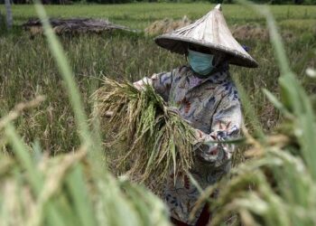 Cara Mengatasi Krisis Pangan