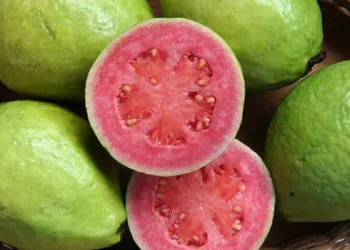 Manfaat Jambu Biji Merah Guava Untuk Kesehatan