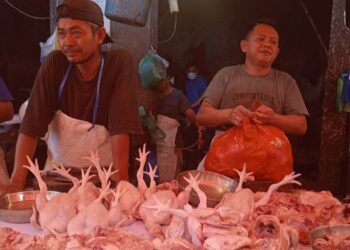 Pasokan Berkurang, Harga Ayam Potong Naik per Kilogram