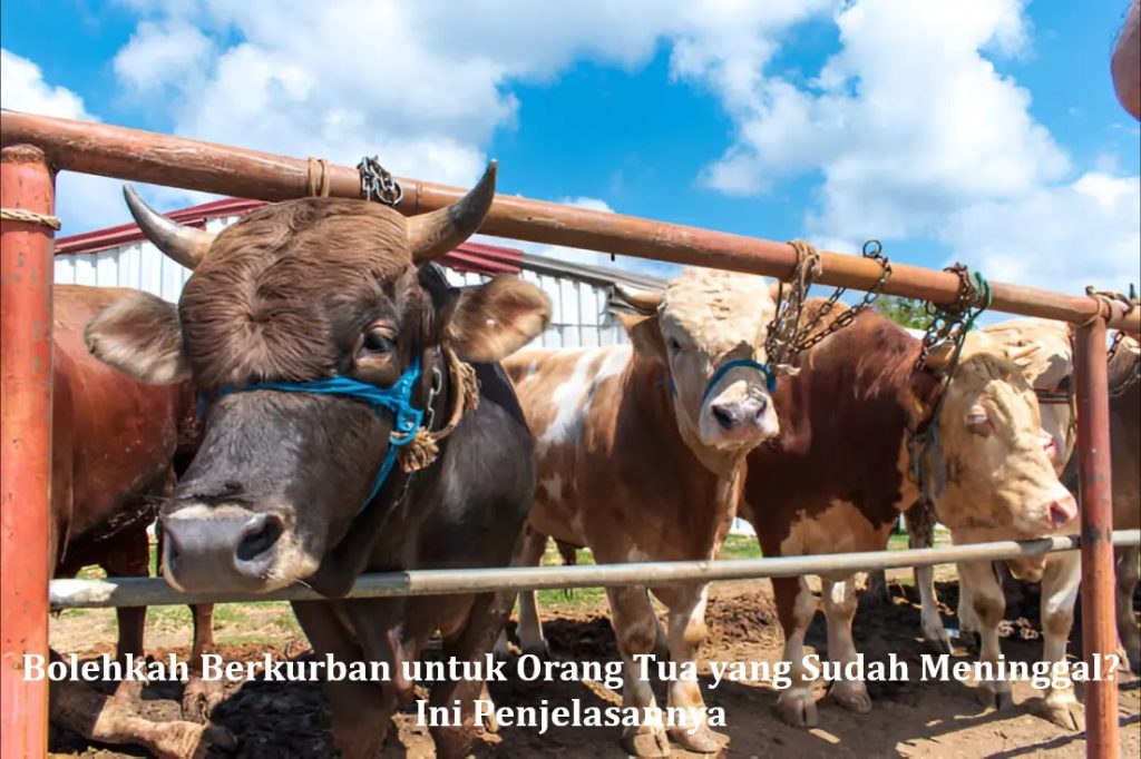 Bolehkah Berkurban untuk Orang Tua yang Sudah Meninggal? Ini Penjelasannya