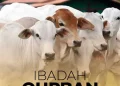 Idul Adha 2026 Segera Tiba, Ini Tata Cara Kurban yang Wajib Kamu Tahu