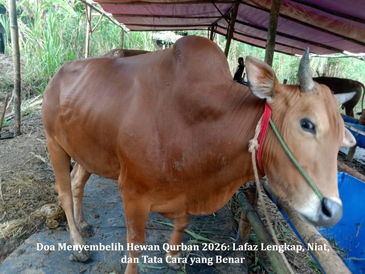 Doa Menyembelih Hewan Qurban 2026: Lafaz Lengkap, Niat, dan Tata Cara yang Benar