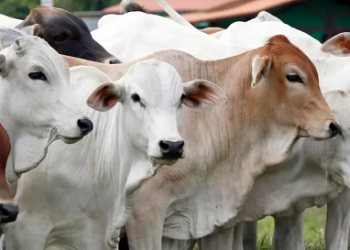 Apa Itu Kurban? Pengertian, Hikmah, dan Tata Cara Pelaksanaannya